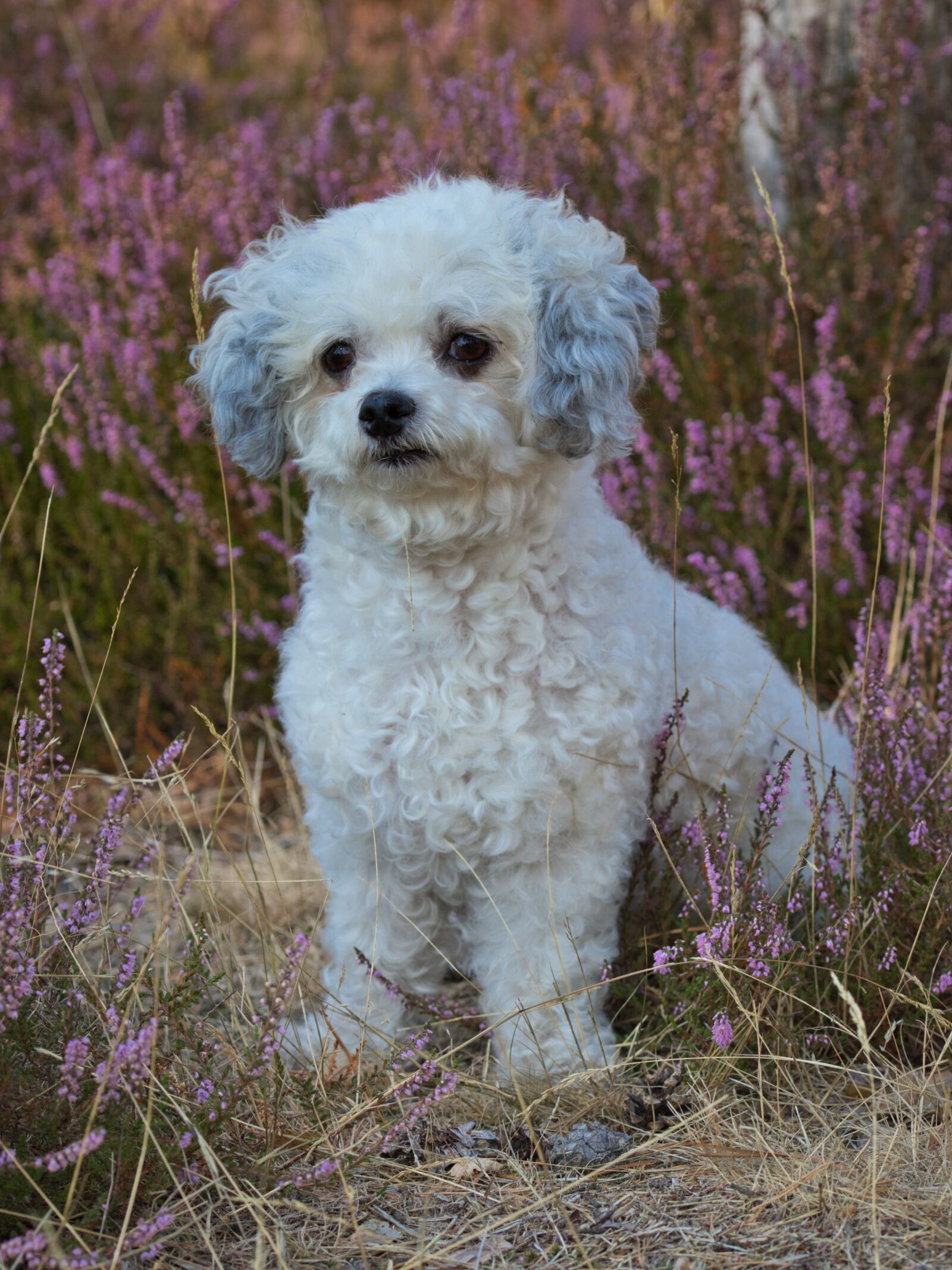Canon EOS 200D (EOS Rebel SL2 / EOS Kiss X9) sample photo. Dog, bolonka, cute photography
