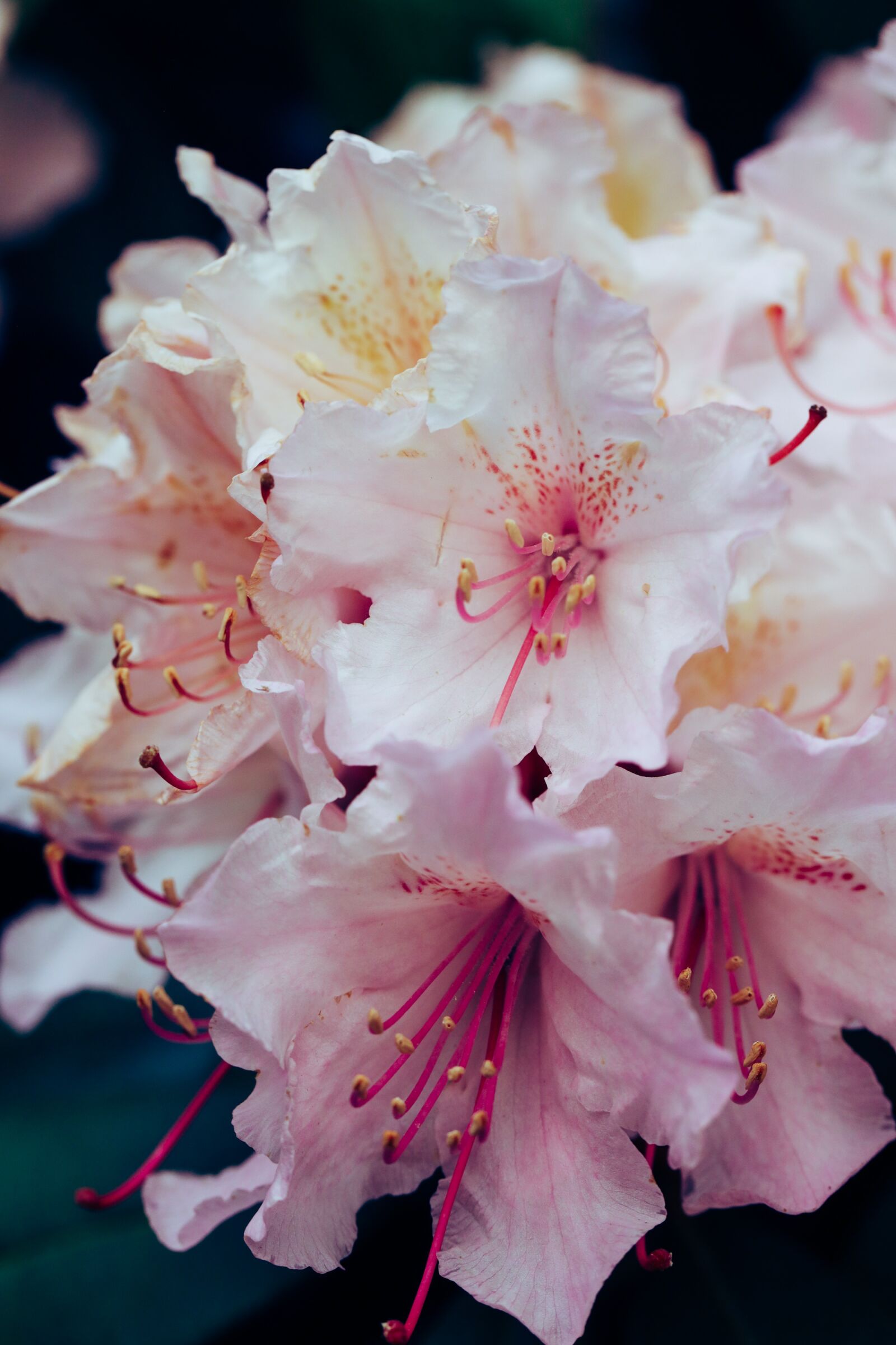 Canon EOS R sample photo. Rhododendron, flower, blossom photography