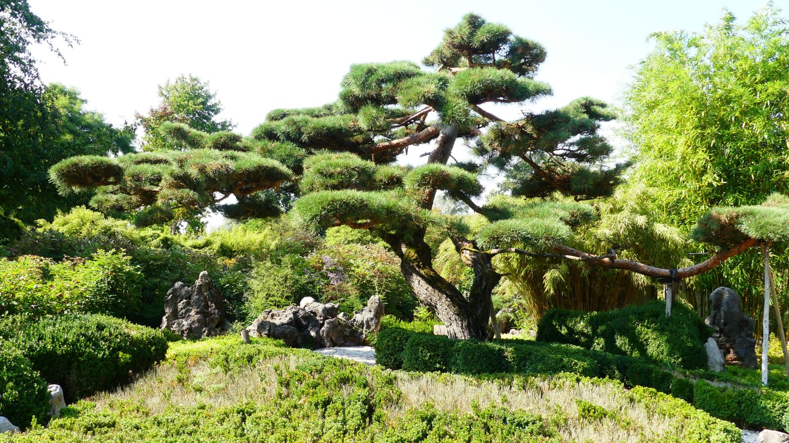 Panasonic Lumix DMC-FZ300 sample photo. Bonsai, giant bonsai, garden photography