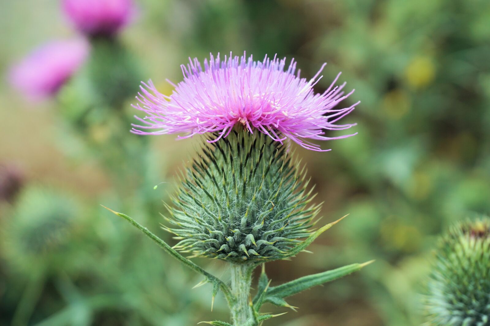 Sony a6000 sample photo. Flower, thistle, blossom photography