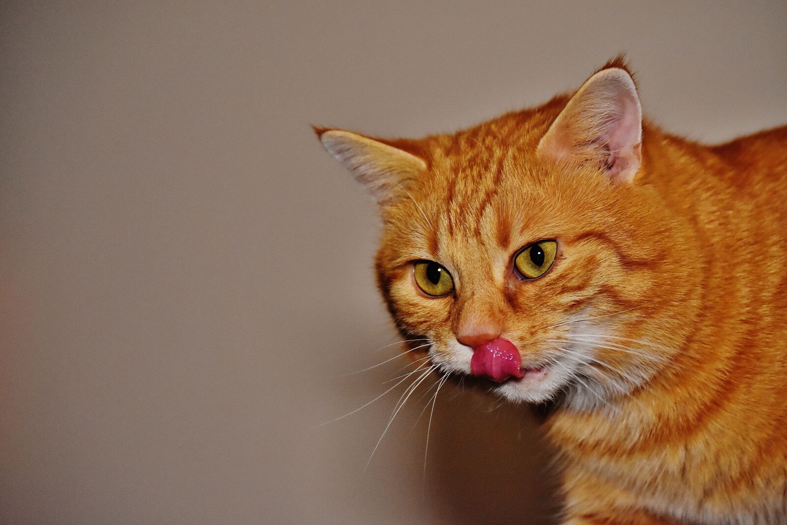 Nikon D7200 sample photo. Cat, red, funny photography
