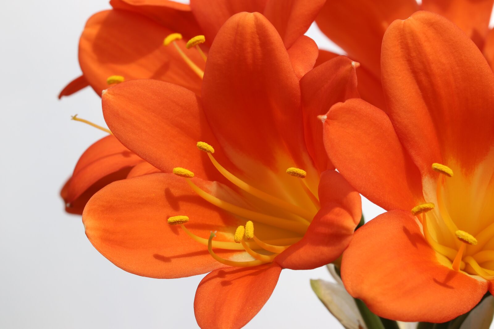Canon EOS 800D (EOS Rebel T7i / EOS Kiss X9i) sample photo. Clivia miniata, flowers, beautiful photography