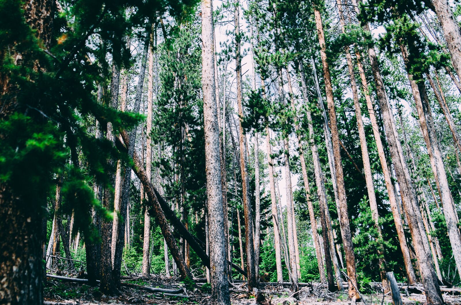 Nikon D5100 sample photo. Trees, woods, forest photography