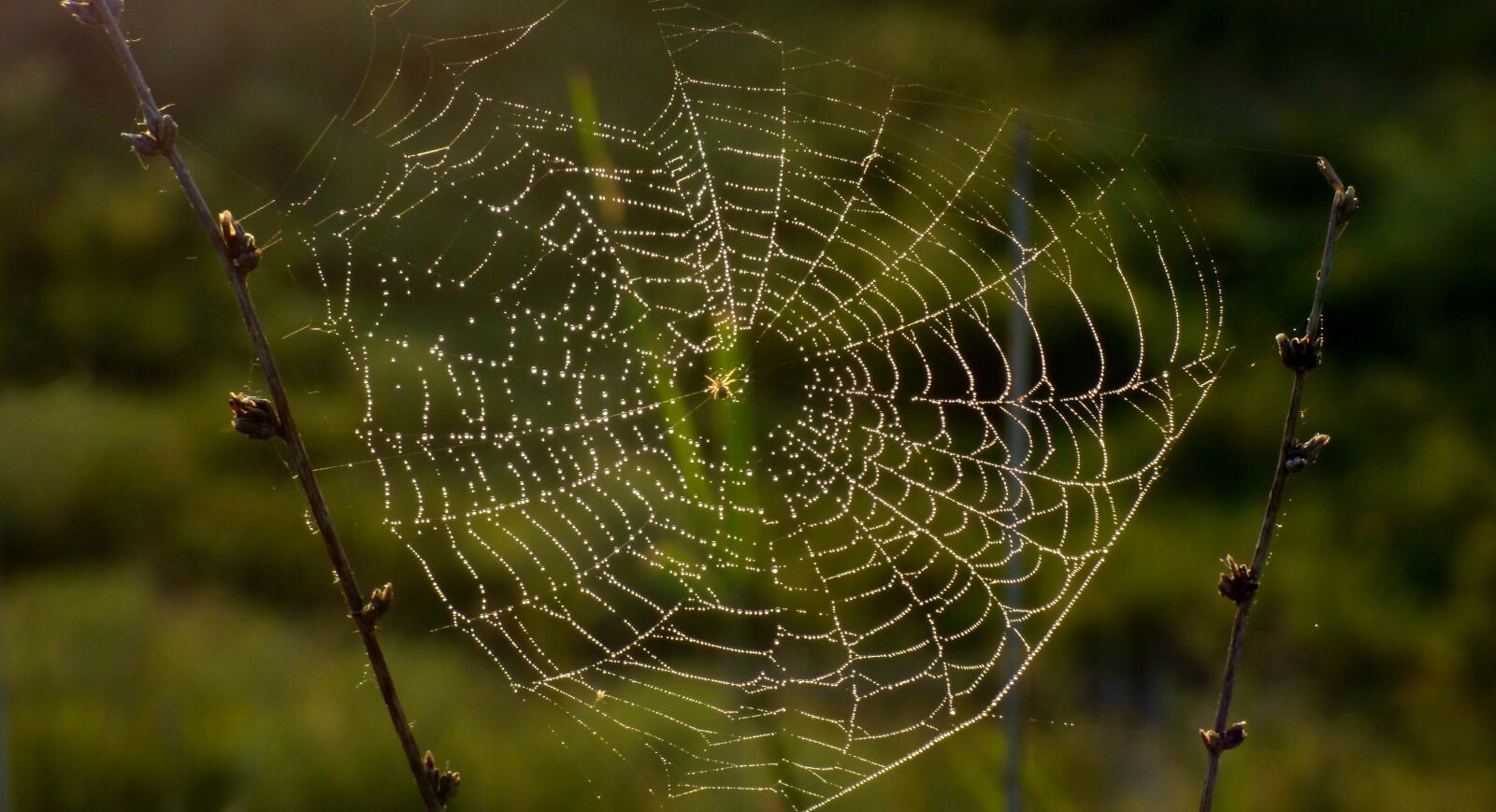 Panasonic DMC-FZ72 sample photo. Nature, spider, insect photography