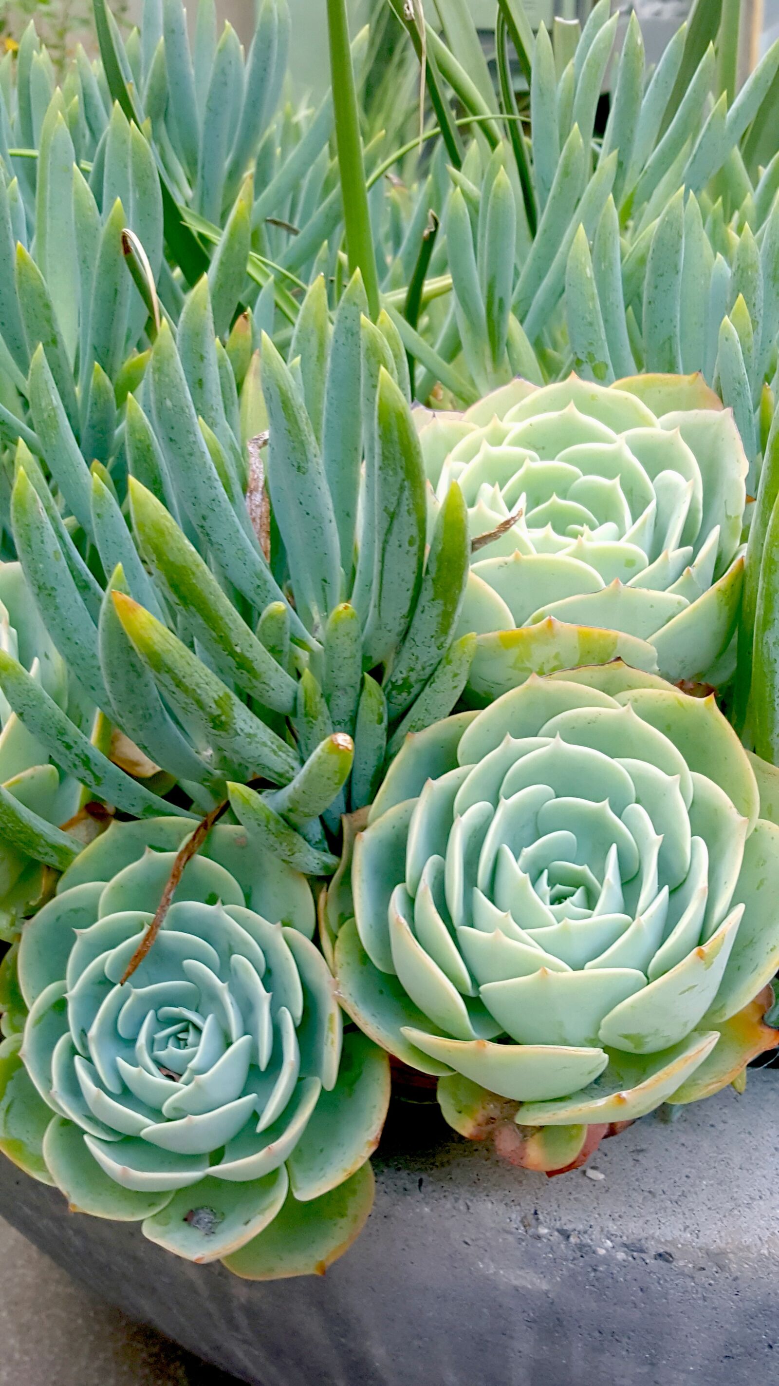 Samsung Galaxy Note5 sample photo. Green plant, plant, garden photography