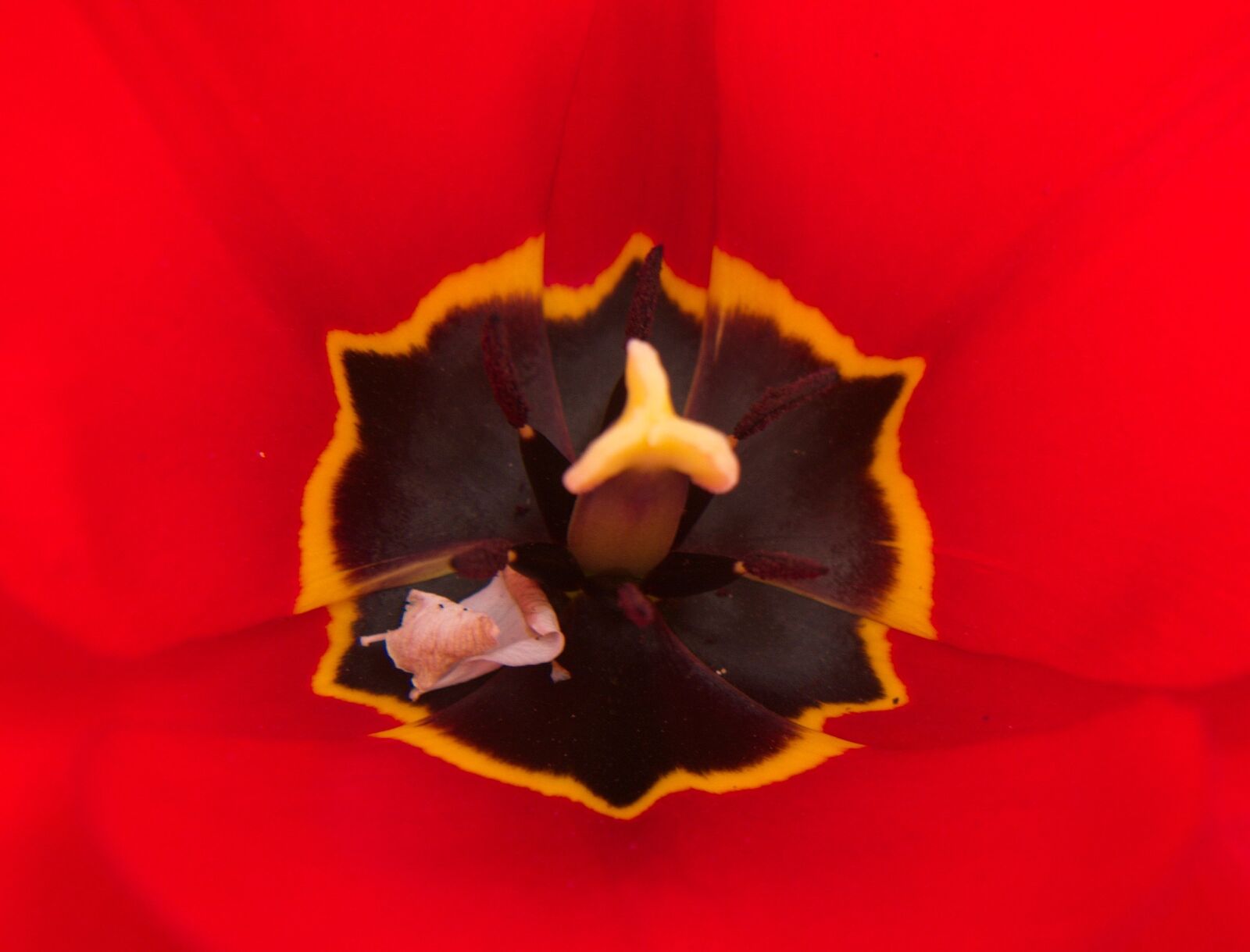 Panasonic Lumix DMC-G6 sample photo. Nature, tulpenbluete, red photography