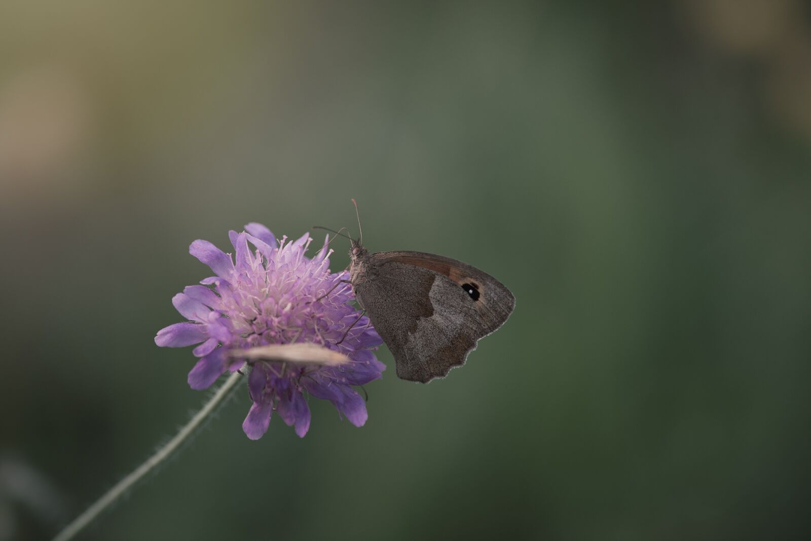 Nikon D750 sample photo. Meadow brown, butterfly, flight photography