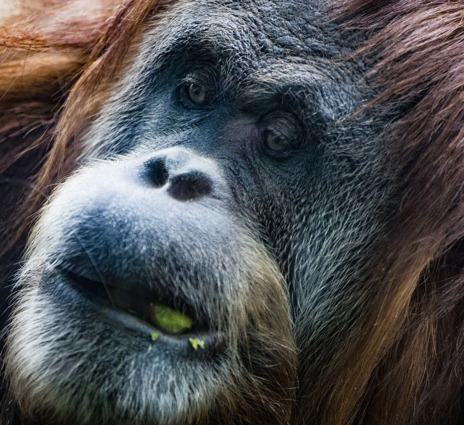Canon EF 100-400mm F4.5-5.6L IS USM sample photo. Gorilla, ape, monkey photography