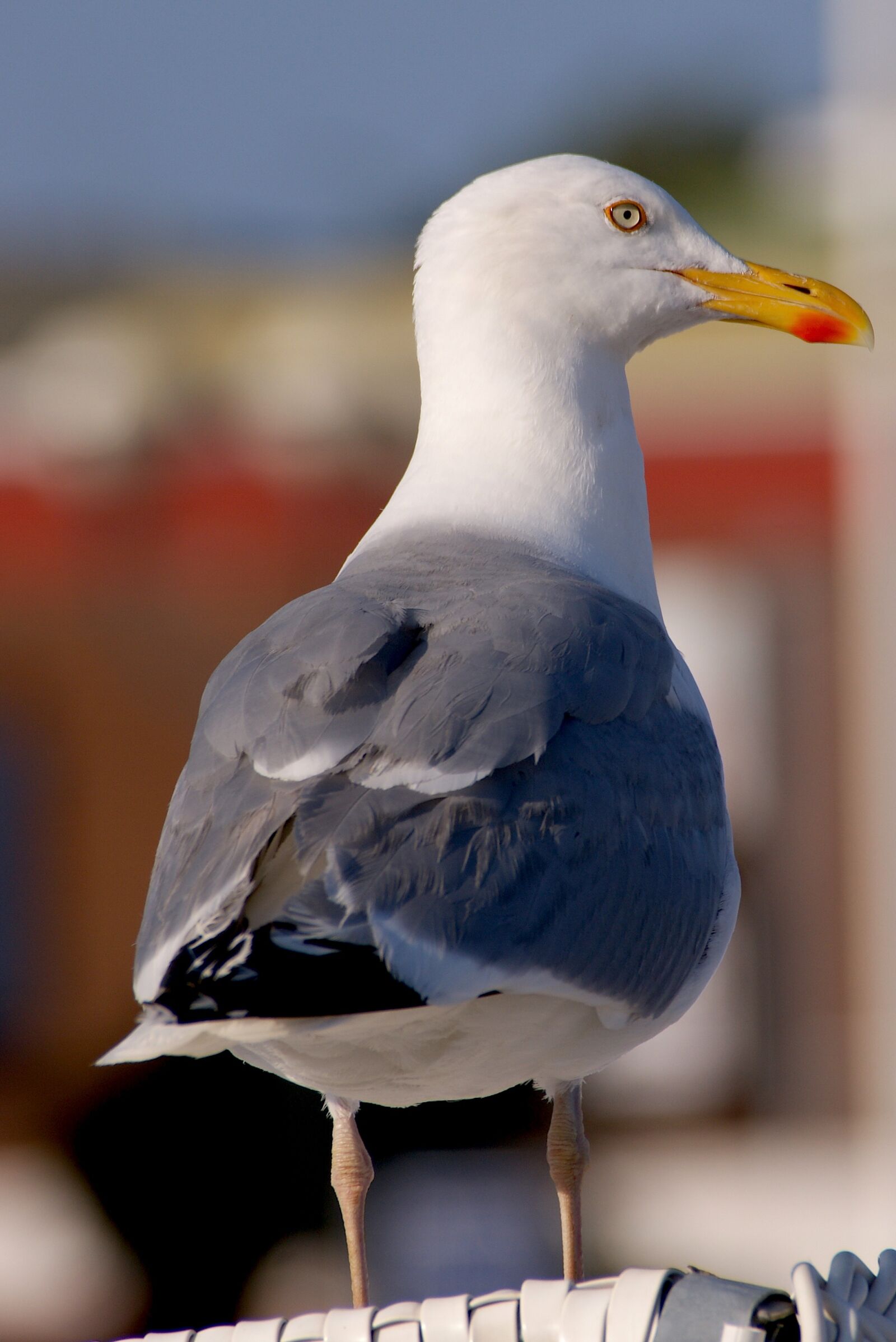 Sony Alpha DSLR-A350 sample photo. Gull, beach, sand beach photography