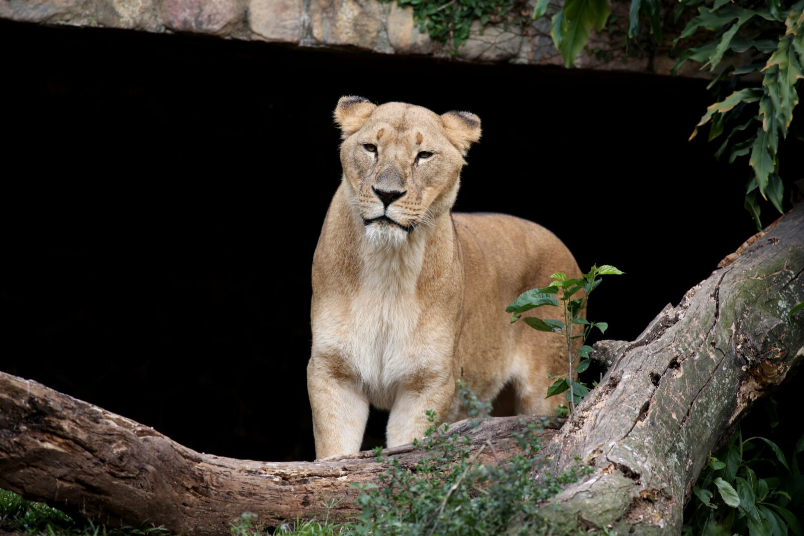 Canon EOS 5D Mark III sample photo. Leone, female, animal photography