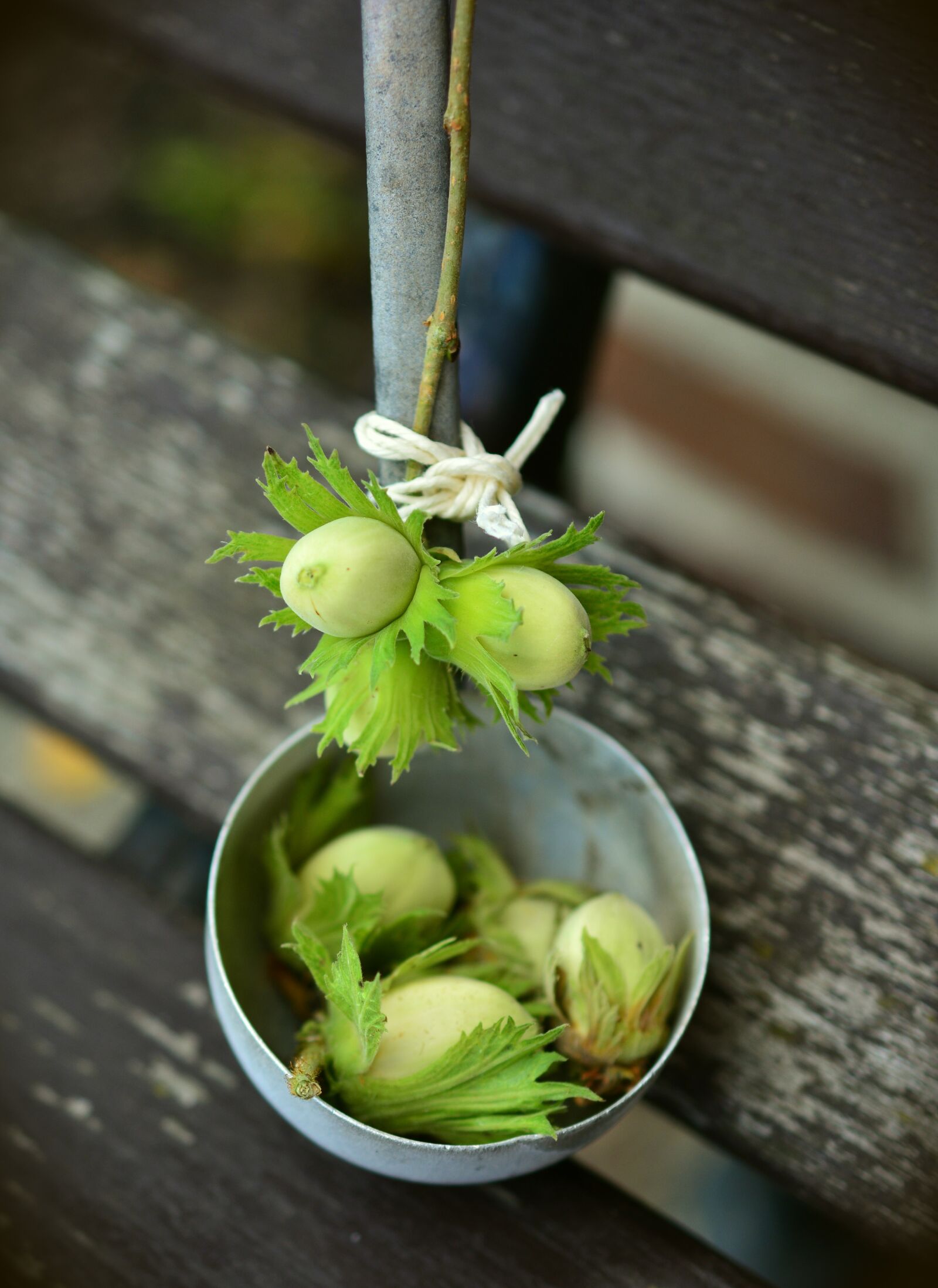 Nikon D5200 sample photo. Nuts, hazelnuts, immature photography