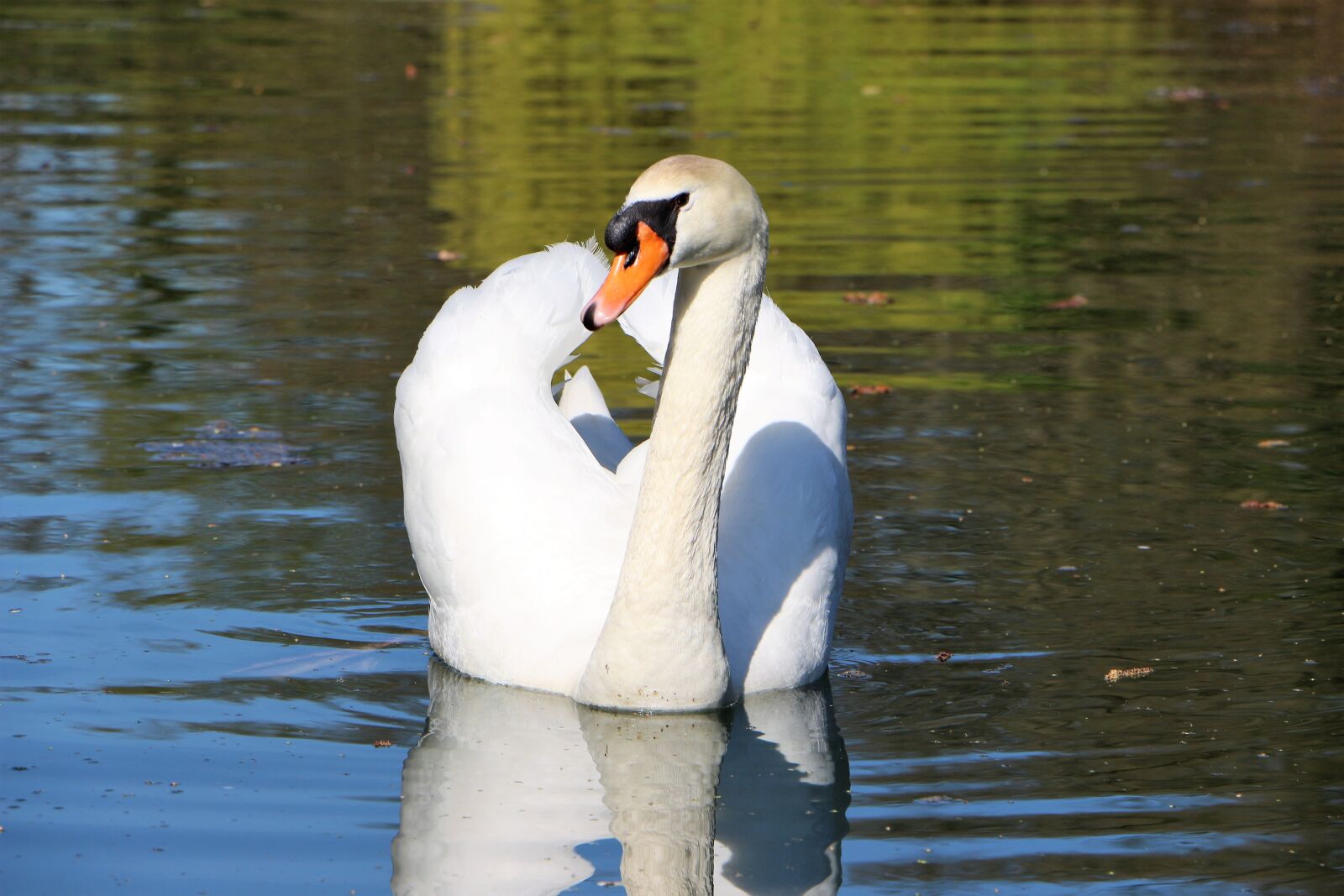 Canon EOS 700D (EOS Rebel T5i / EOS Kiss X7i) sample photo. Mute swan, swan, water photography