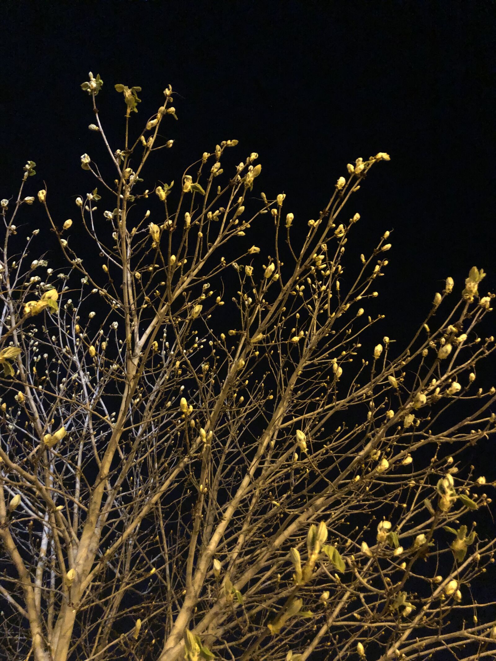 Apple iPhone 8 sample photo. Tree, night, nature photography