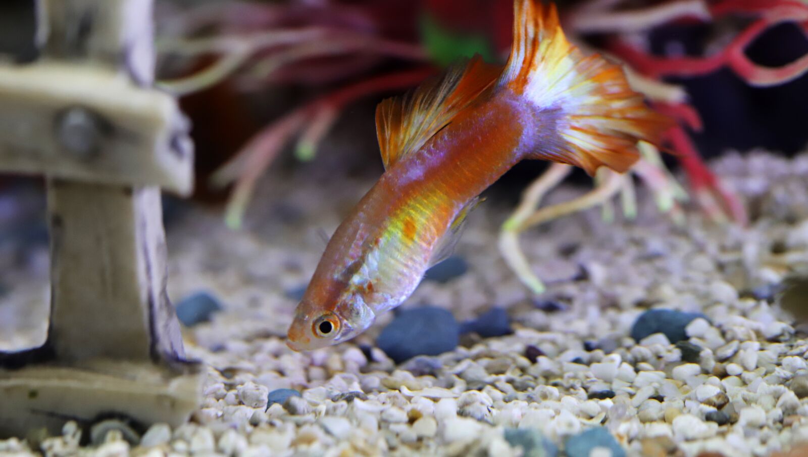Canon EOS 6D Mark II sample photo. Goofy, tropical fish, fish photography