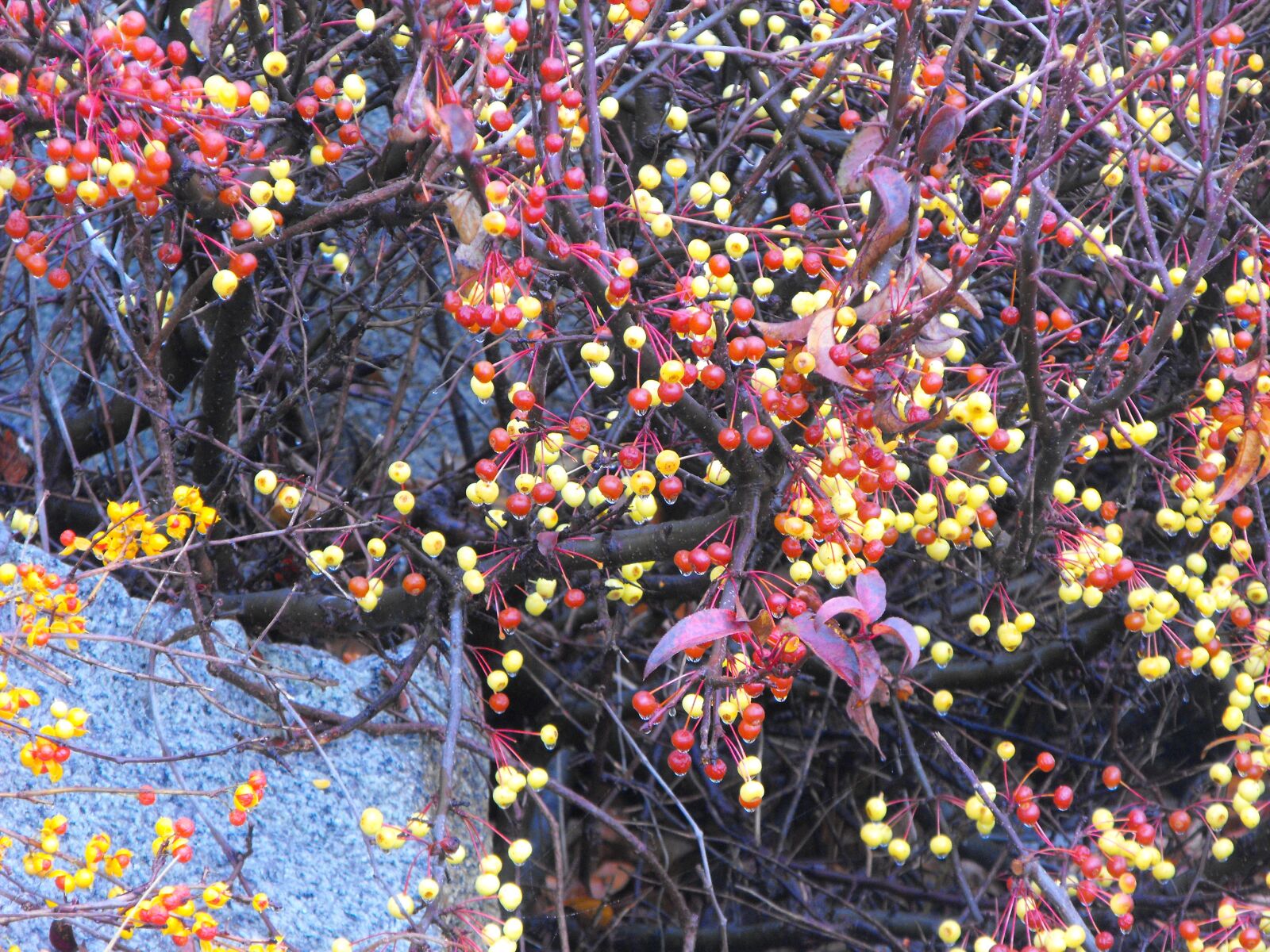 Fujifilm FinePix S1000fd sample photo. Fall, bittersweet, bet photography