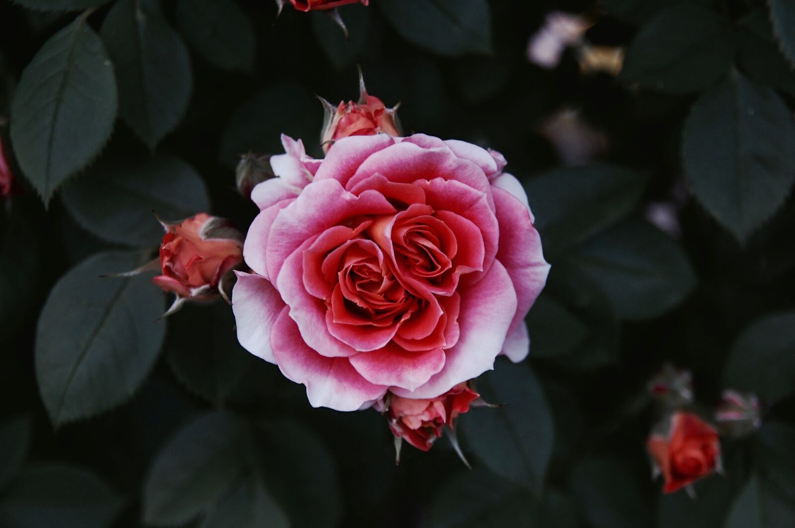Nikon D40 sample photo. Rosa, nature, leaves photography