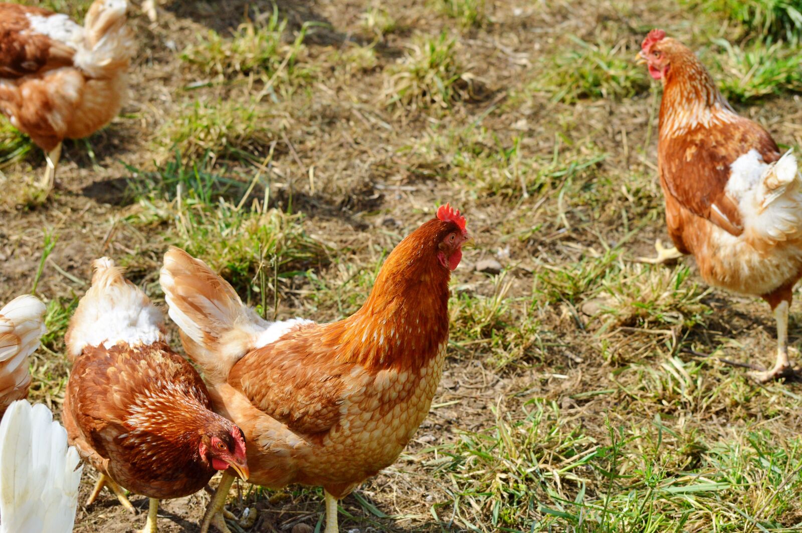 Nikon D3200 sample photo. Chicken, hen, poultry photography