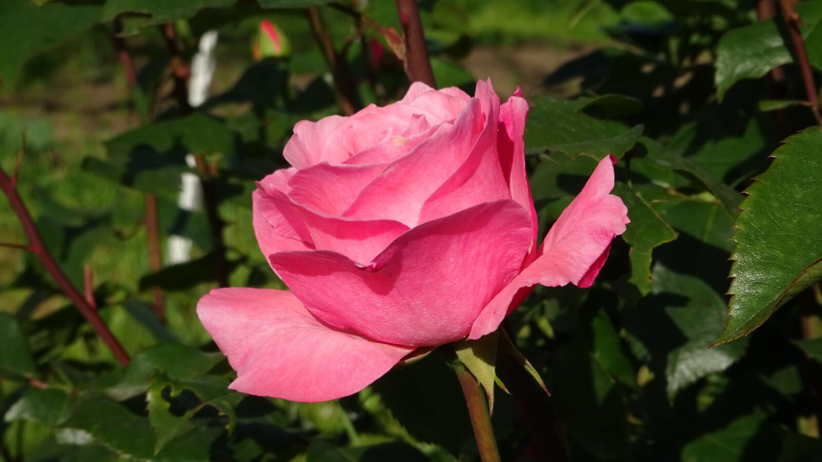 Sony Cyber-shot DSC-WX350 sample photo. Roses, flowers, red rose photography