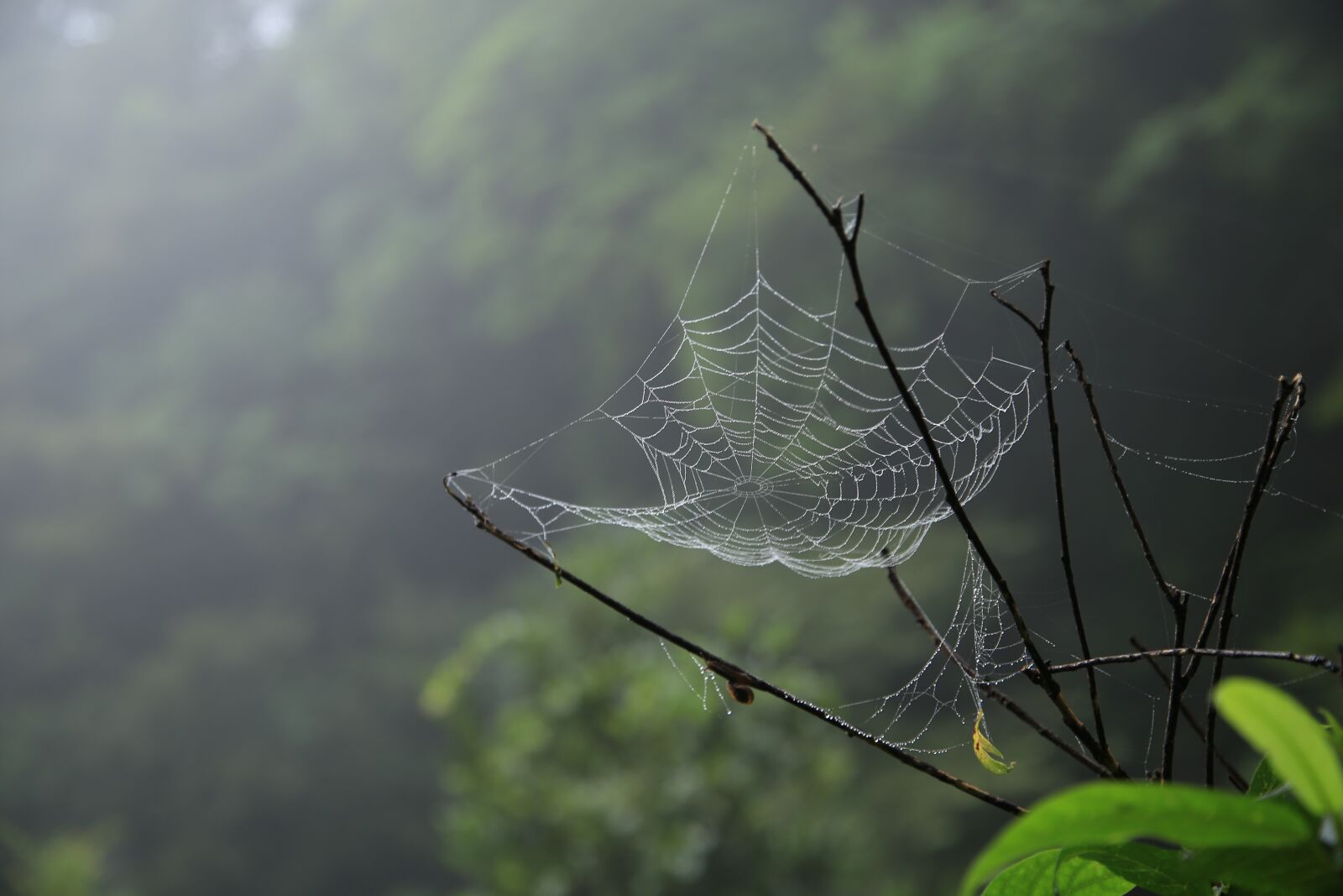 Canon EOS 6D + Canon EF 24-105mm F4L IS USM sample photo. Spider web, spider, macro photography