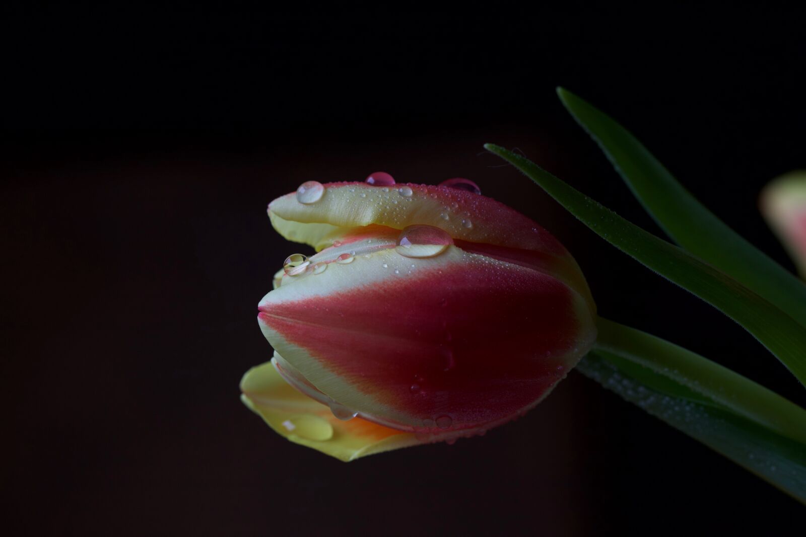 Canon EOS 6D Mark II sample photo. Flower, tulip, drop of photography