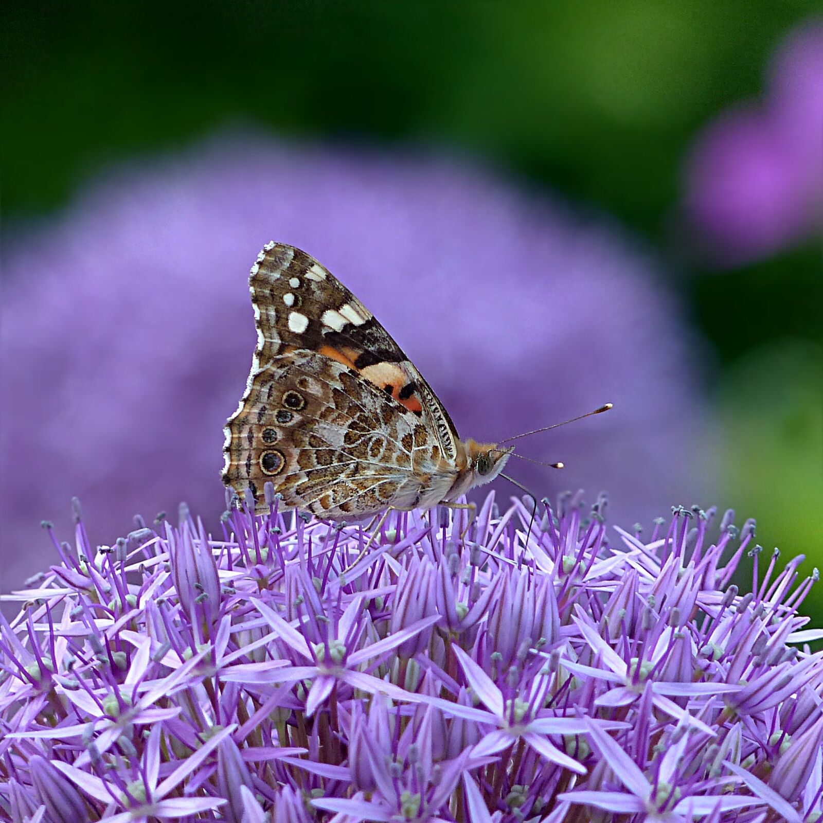 Panasonic Lumix DMC-FZ200 sample photo. Insect, butterfly, summer photography