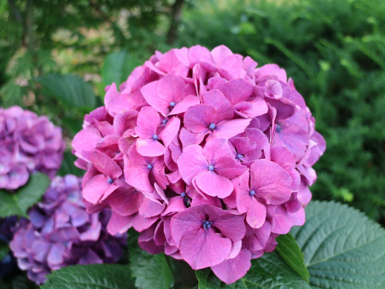 Canon EOS M3 sample photo. Jeju island, nature, hydrangea photography