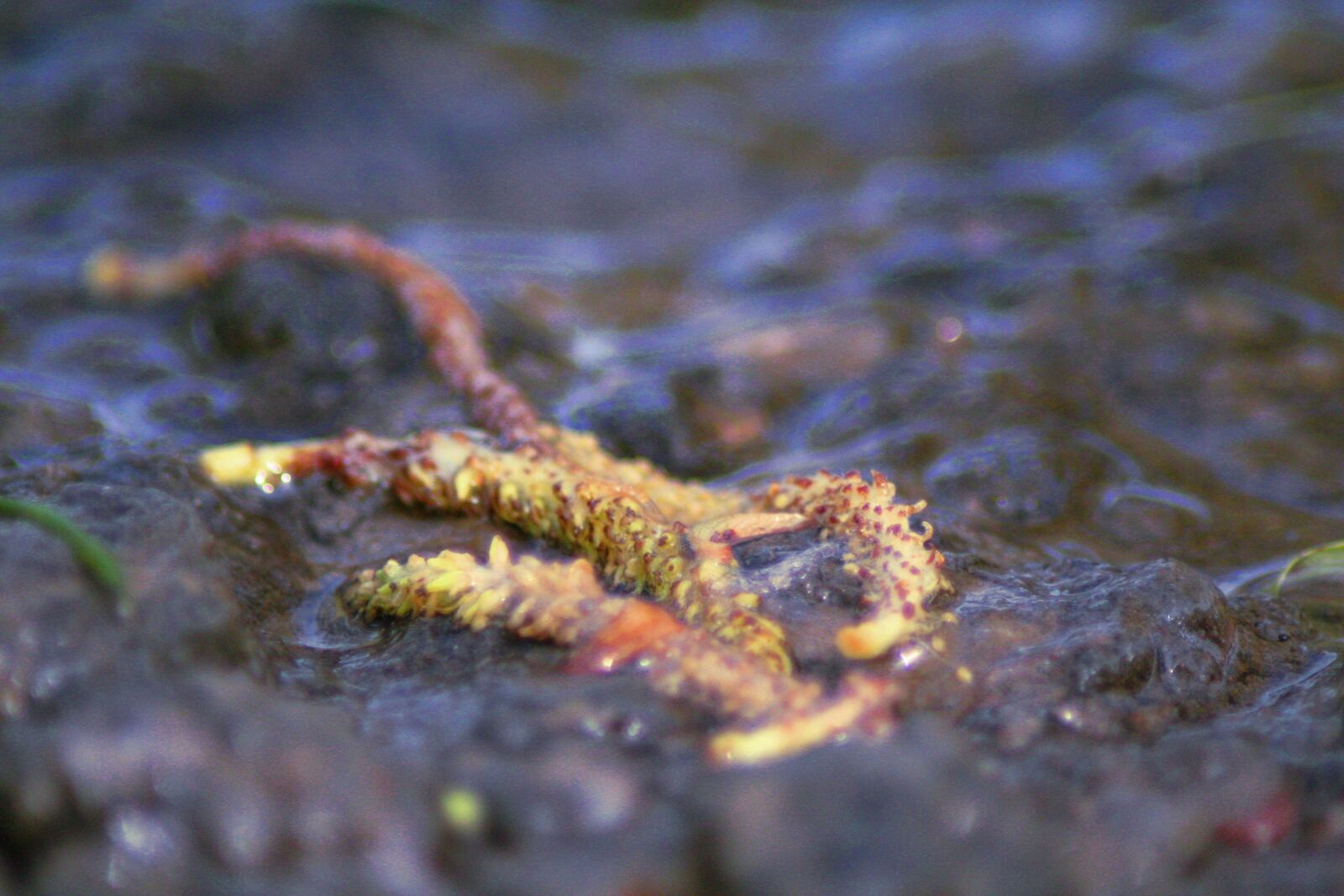 Canon EOS 350D (EOS Digital Rebel XT / EOS Kiss Digital N) sample photo. Plant, river, macro photography