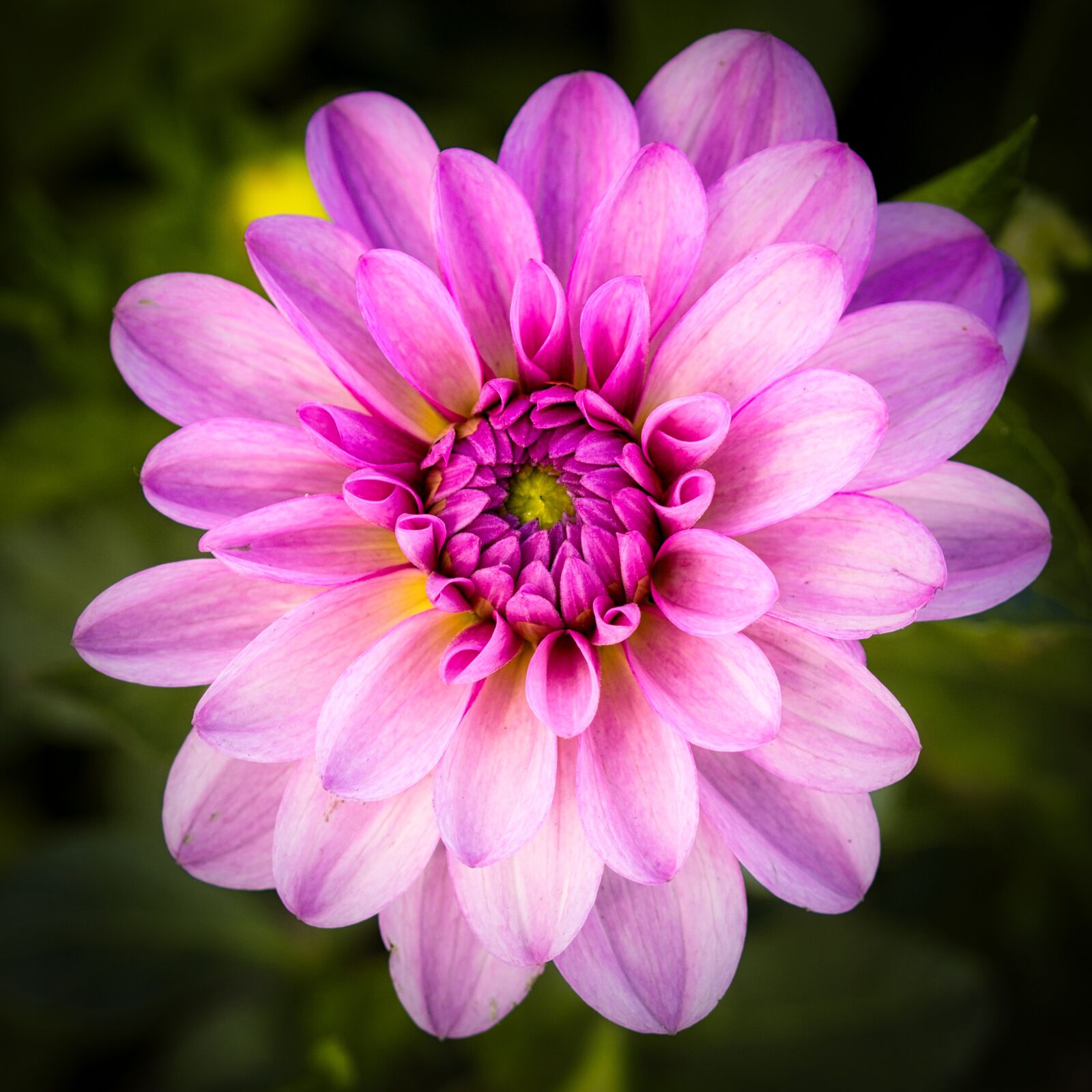 Canon EOS 200D (EOS Rebel SL2 / EOS Kiss X9) sample photo. Dahlia, bright, pink photography
