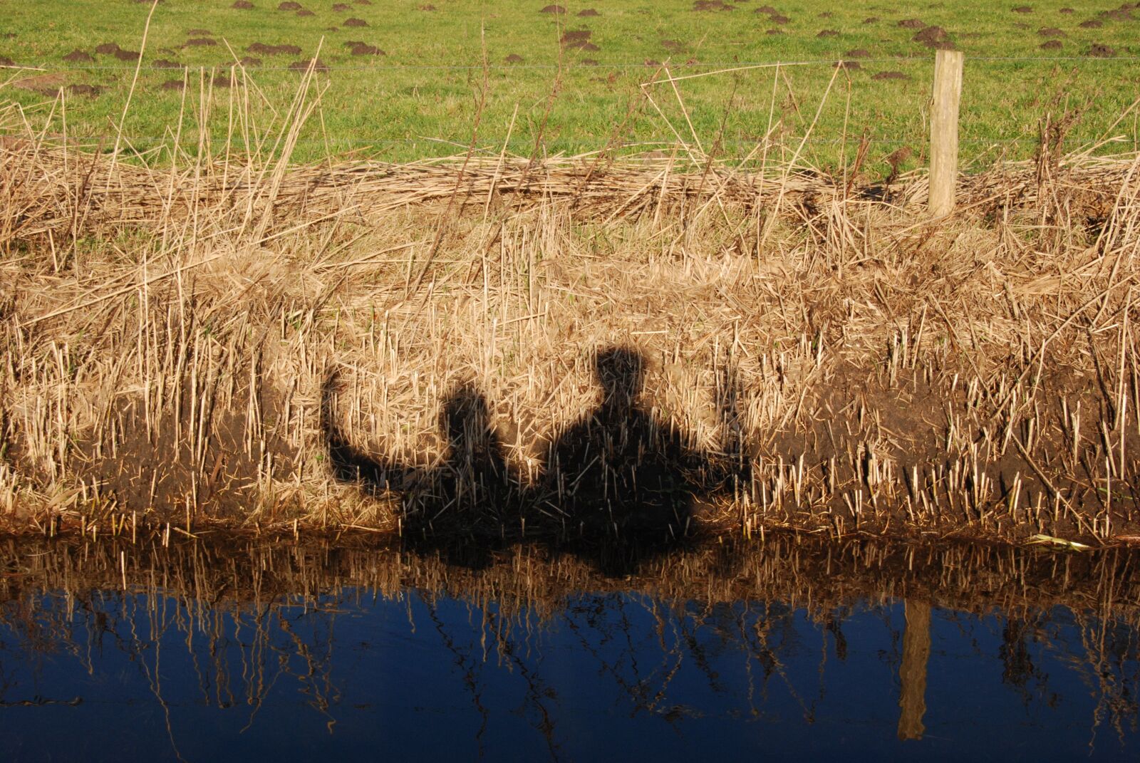 Nikon D80 sample photo. People, silhouette, waving photography