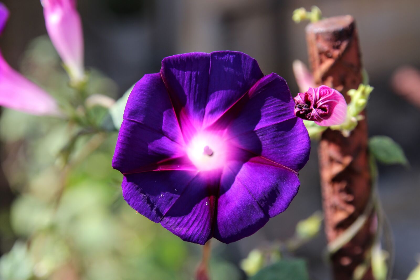 Canon EOS 600D (Rebel EOS T3i / EOS Kiss X5) sample photo. Flower, backyard, garden photography