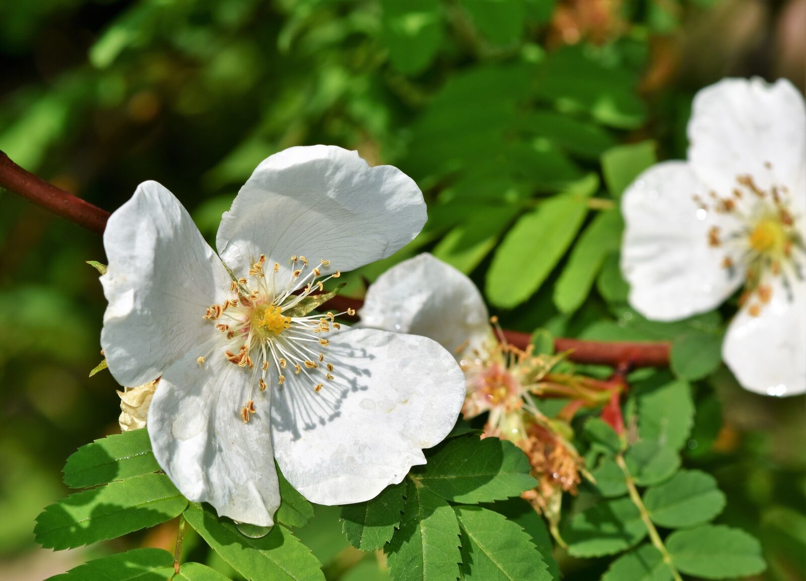 Nikon D7200 sample photo. Anemone, large anemone, blossom photography