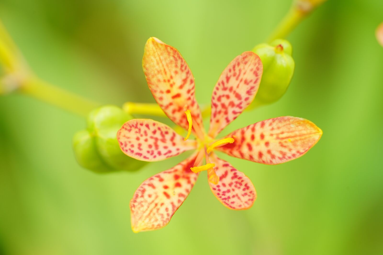 Sony a7R III + Sony FE 90mm F2.8 Macro G OSS sample photo. Flower, nature, honey photography