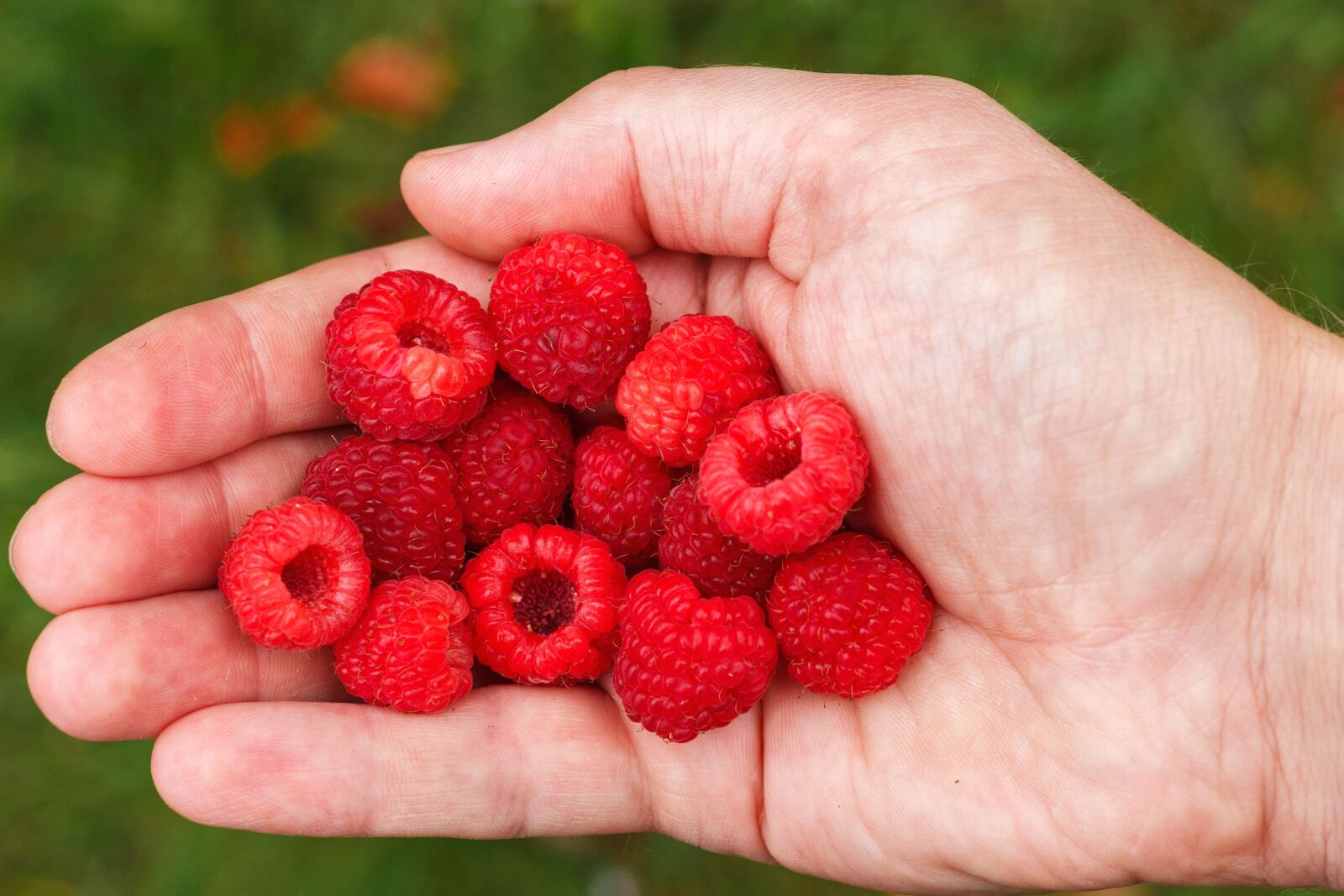 Canon EOS 100D (EOS Rebel SL1 / EOS Kiss X7) sample photo. Raspberry, fruit, fresh, nutrition photography