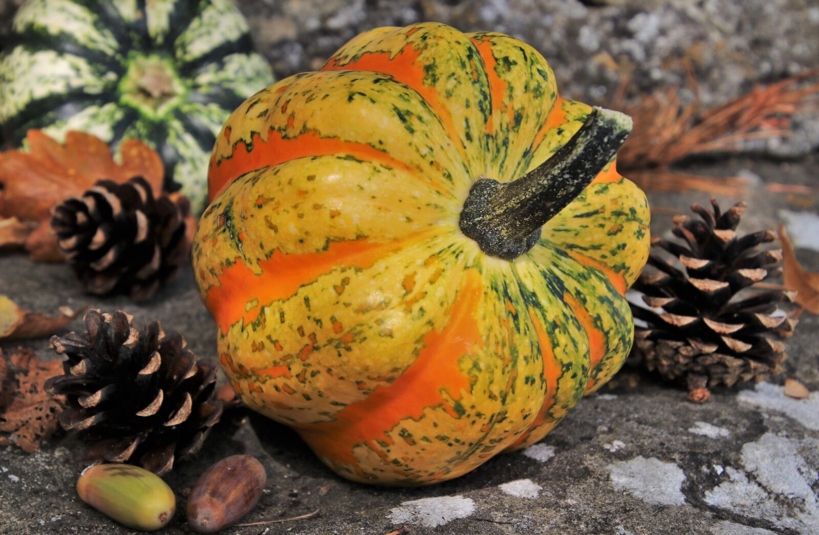 Canon EOS 80D sample photo. Autumn, pumpkins, cones photography