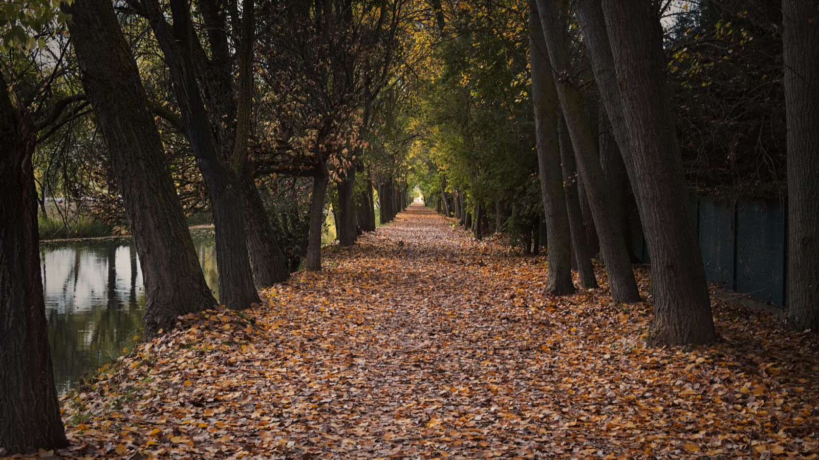 Nikon D7200 sample photo. Autumn, path, park photography