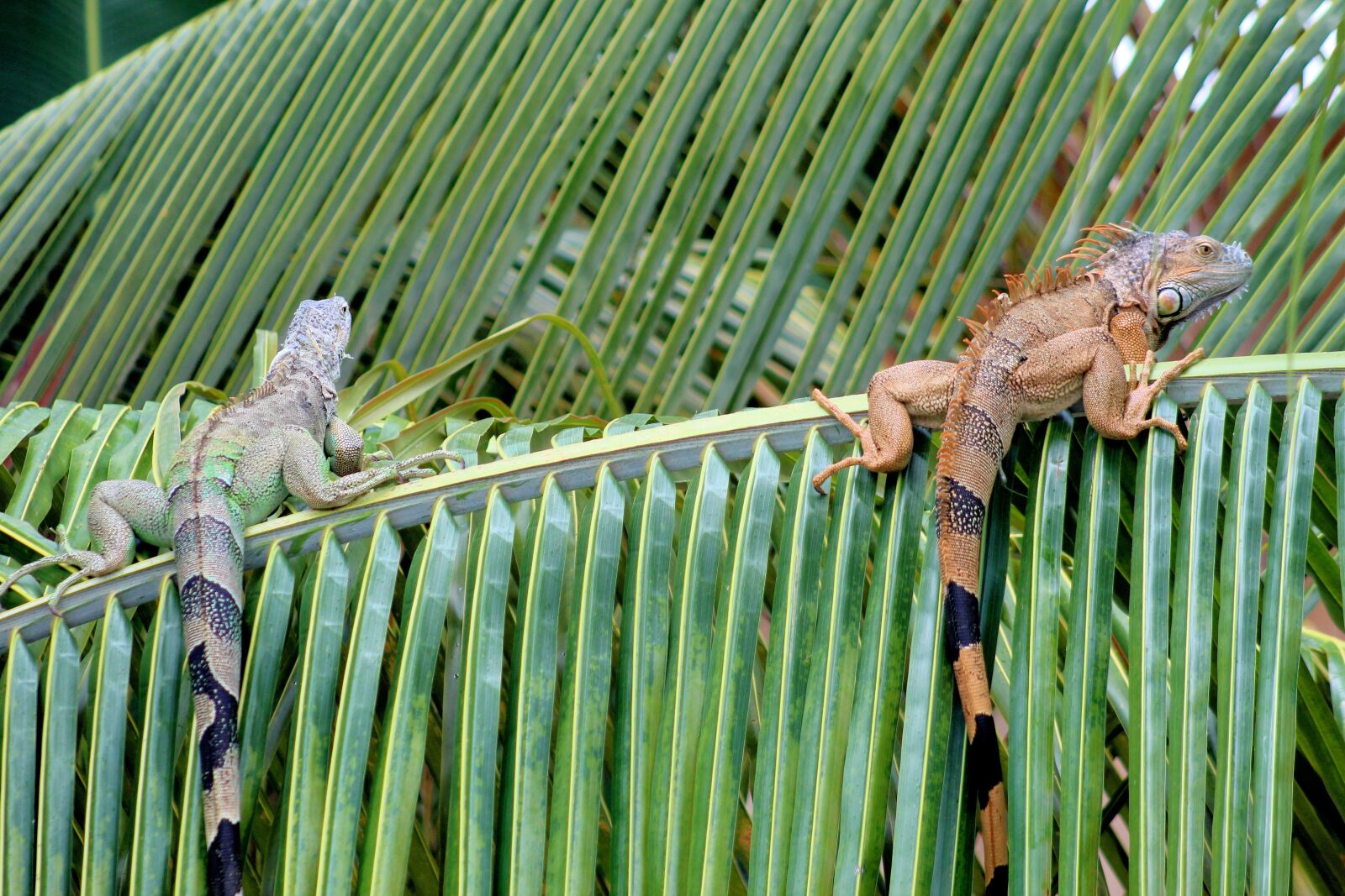 Canon EOS 1300D (EOS Rebel T6 / EOS Kiss X80) sample photo. Iguana, animal, reptile photography