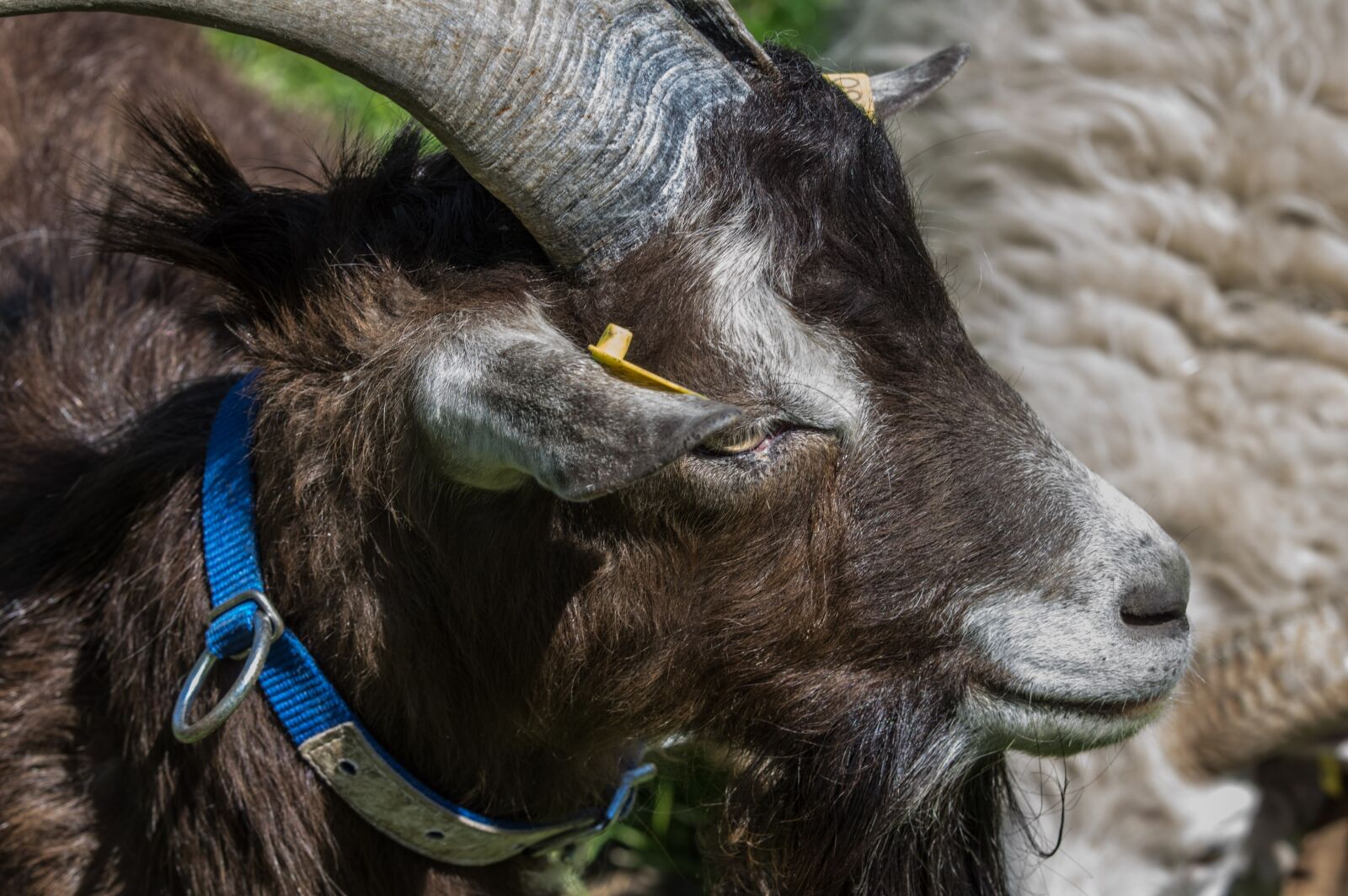 Pentax K-3 sample photo. Animal, mammal, nature photography