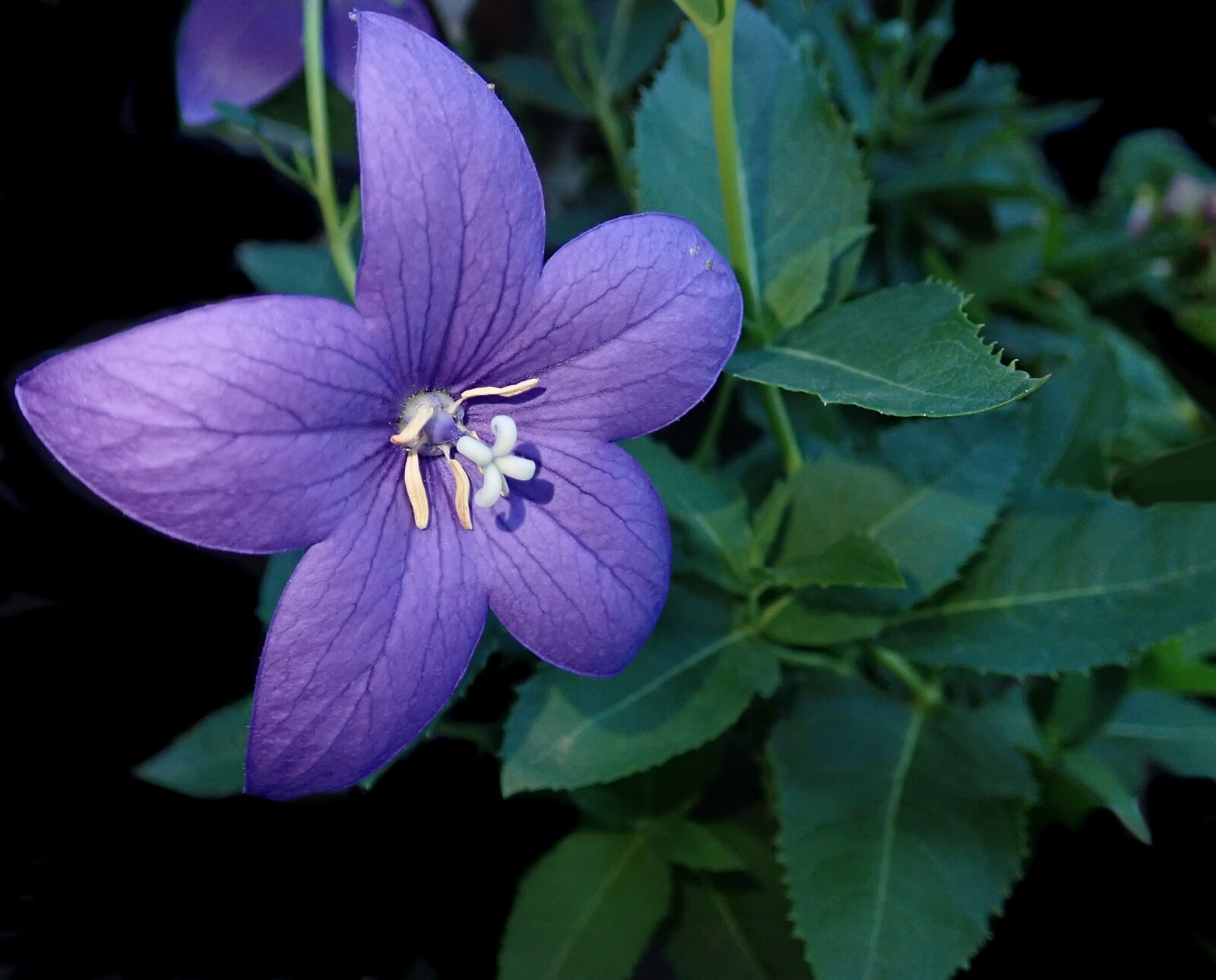 Olympus TG-5 sample photo. Flower, blue, campanula photography