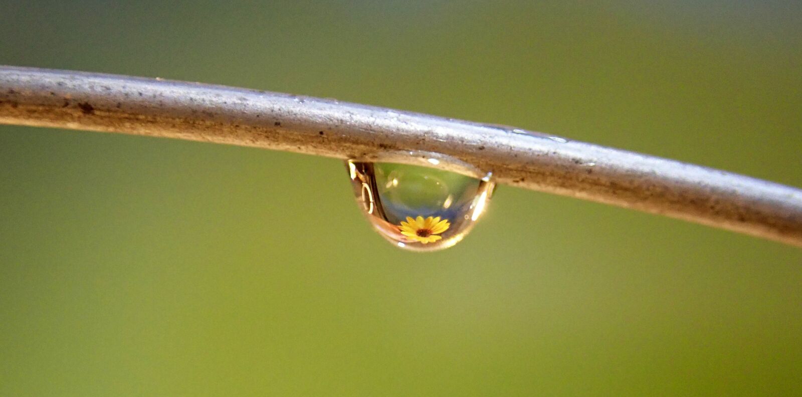 Olympus TG-5 sample photo. Water, drop, flower photography