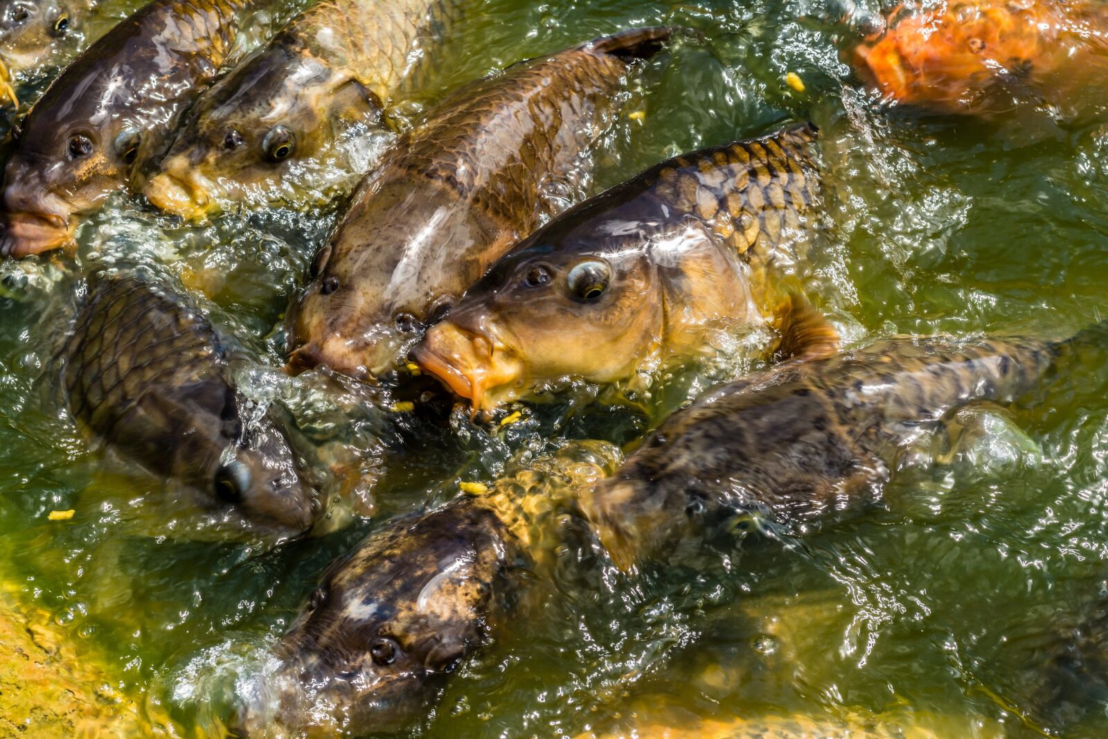 Nikon D7100 sample photo. Carp, koi, fish photography
