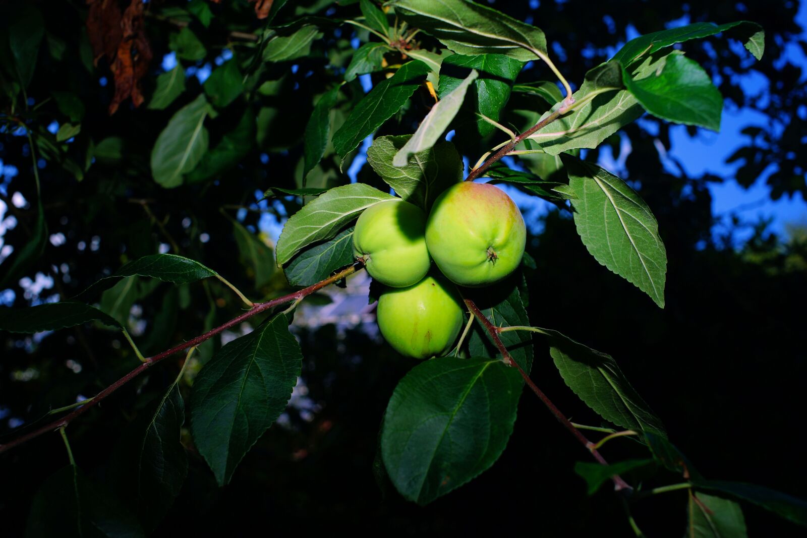 Sony SLT-A99V sample photo. Apple tree, apple, fruit photography