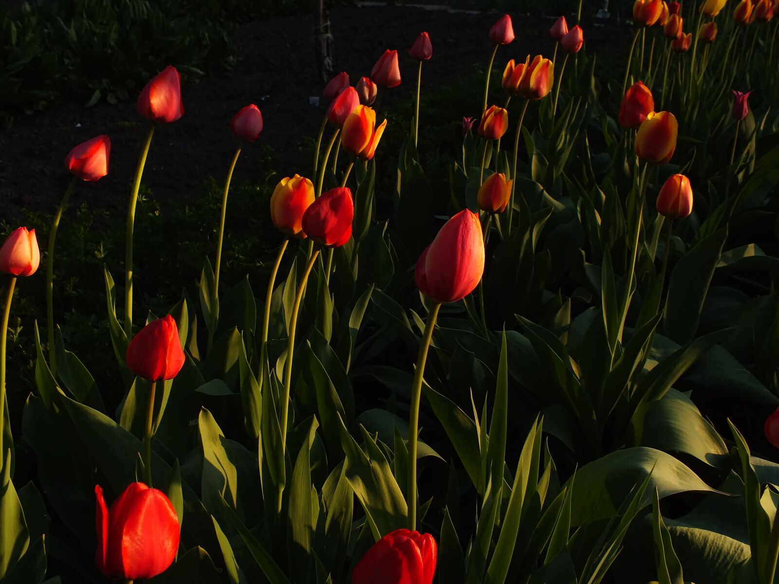 FujiFilm FinePix HS20 EXR (FinePix HS22 EXR) sample photo. Tulips, flowers, bright photography