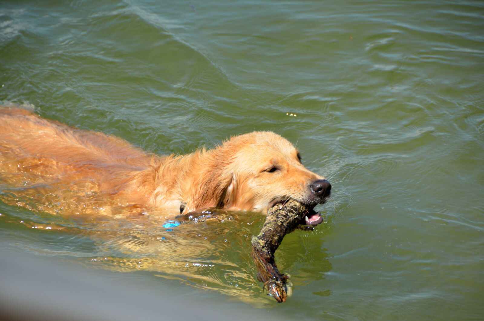 Nikon D7000 sample photo. Golden retriever, fetching, stick photography