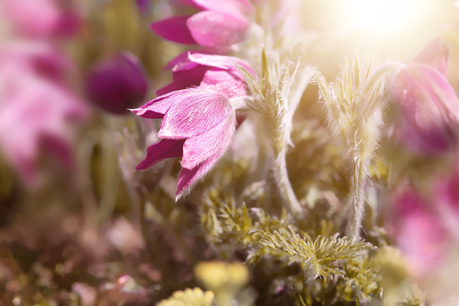 Nikon D750 sample photo. Anemones, purple, pink photography