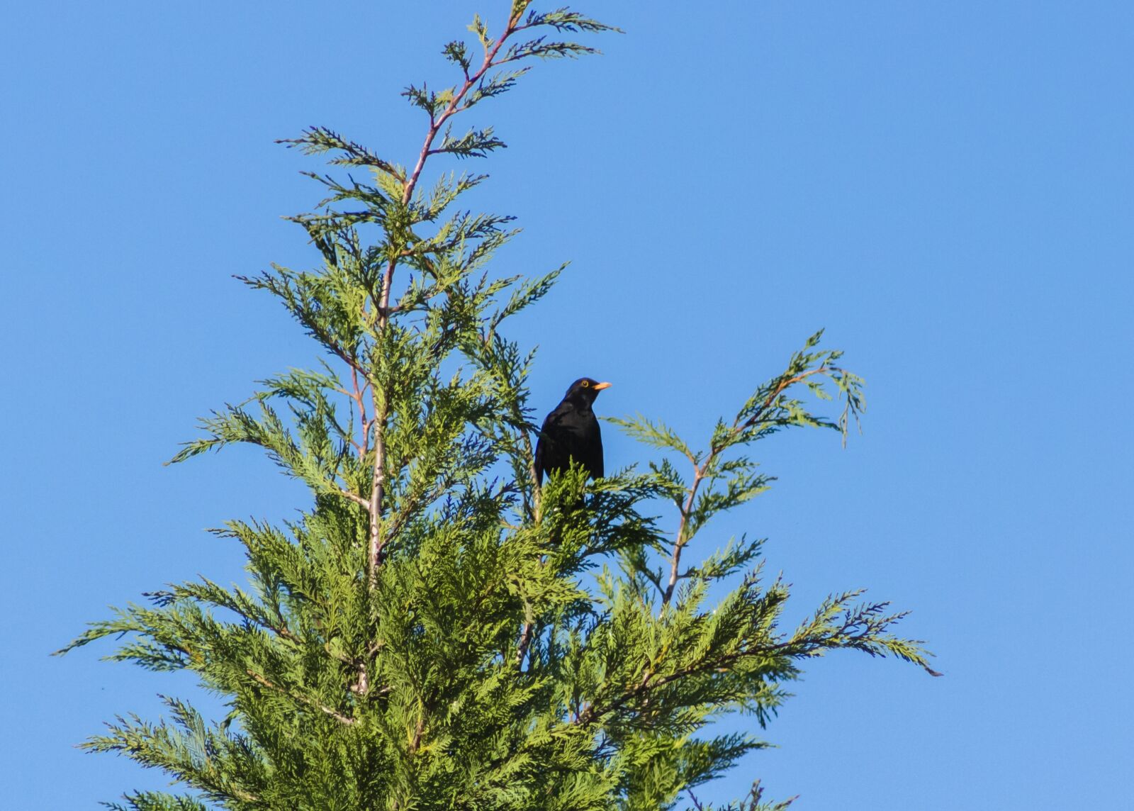 Canon EF75-300mm f/4-5.6 sample photo. Thrush, blackbirds, beak photography