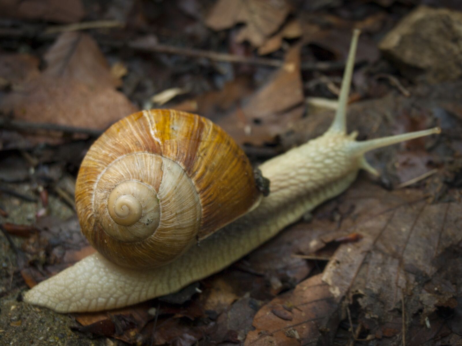 Olympus E-510 (EVOLT E-510) sample photo. Snail, house, autumn photography