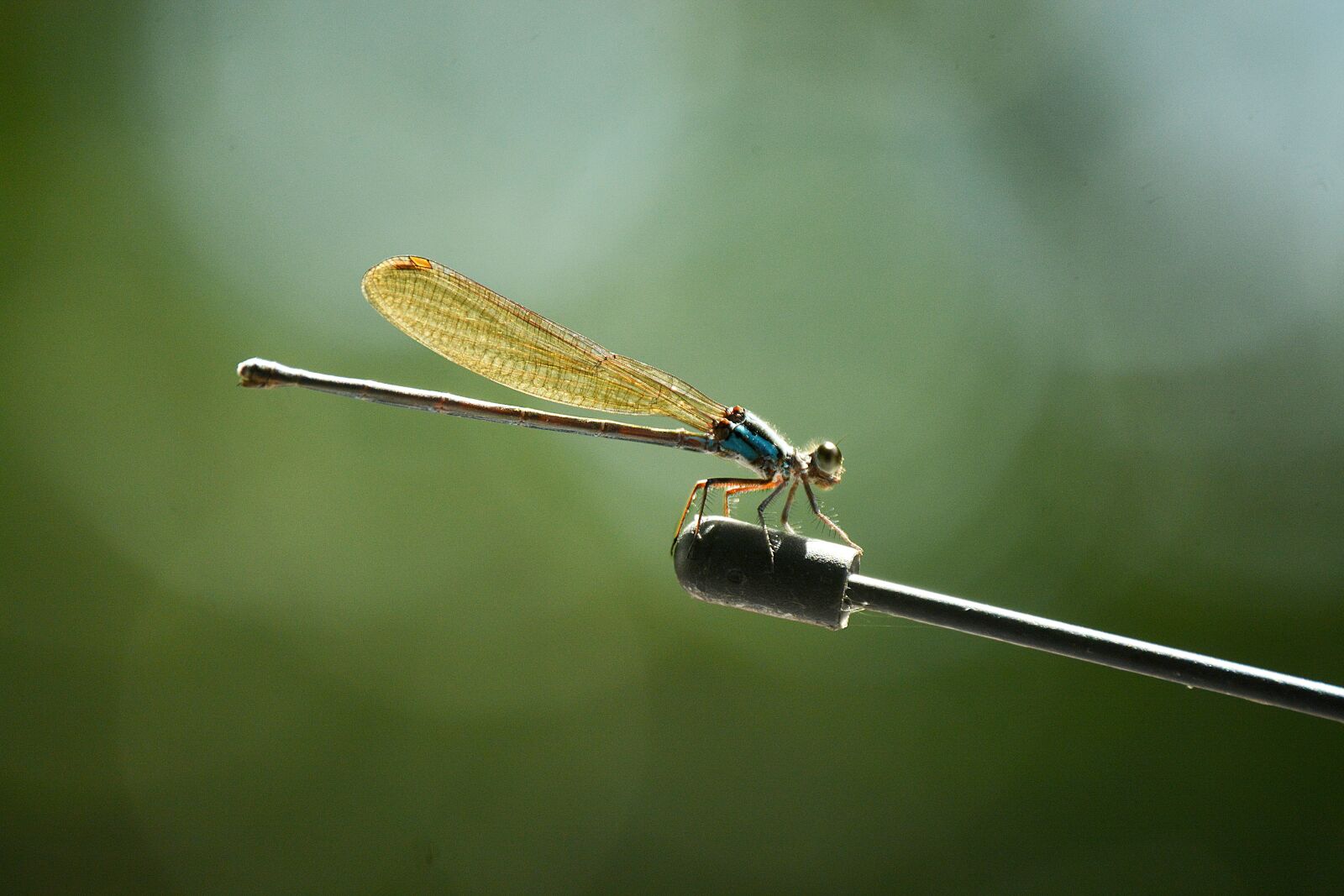 Nikon D5200 sample photo. Dragonfly, insect, insects photography