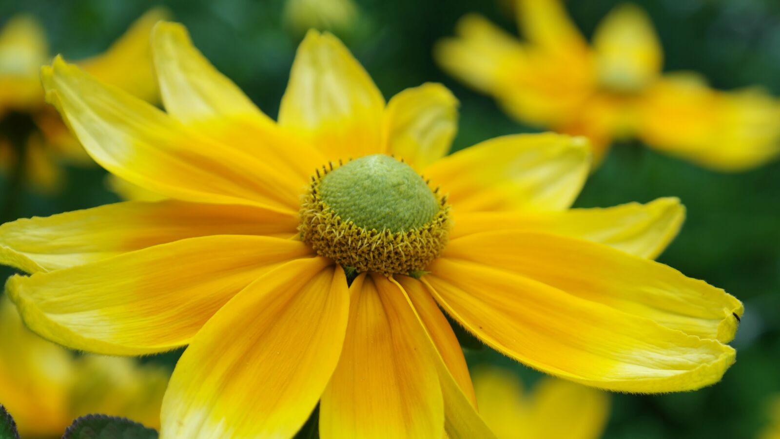 Samsung NX20 sample photo. Flower, yellow, summer photography