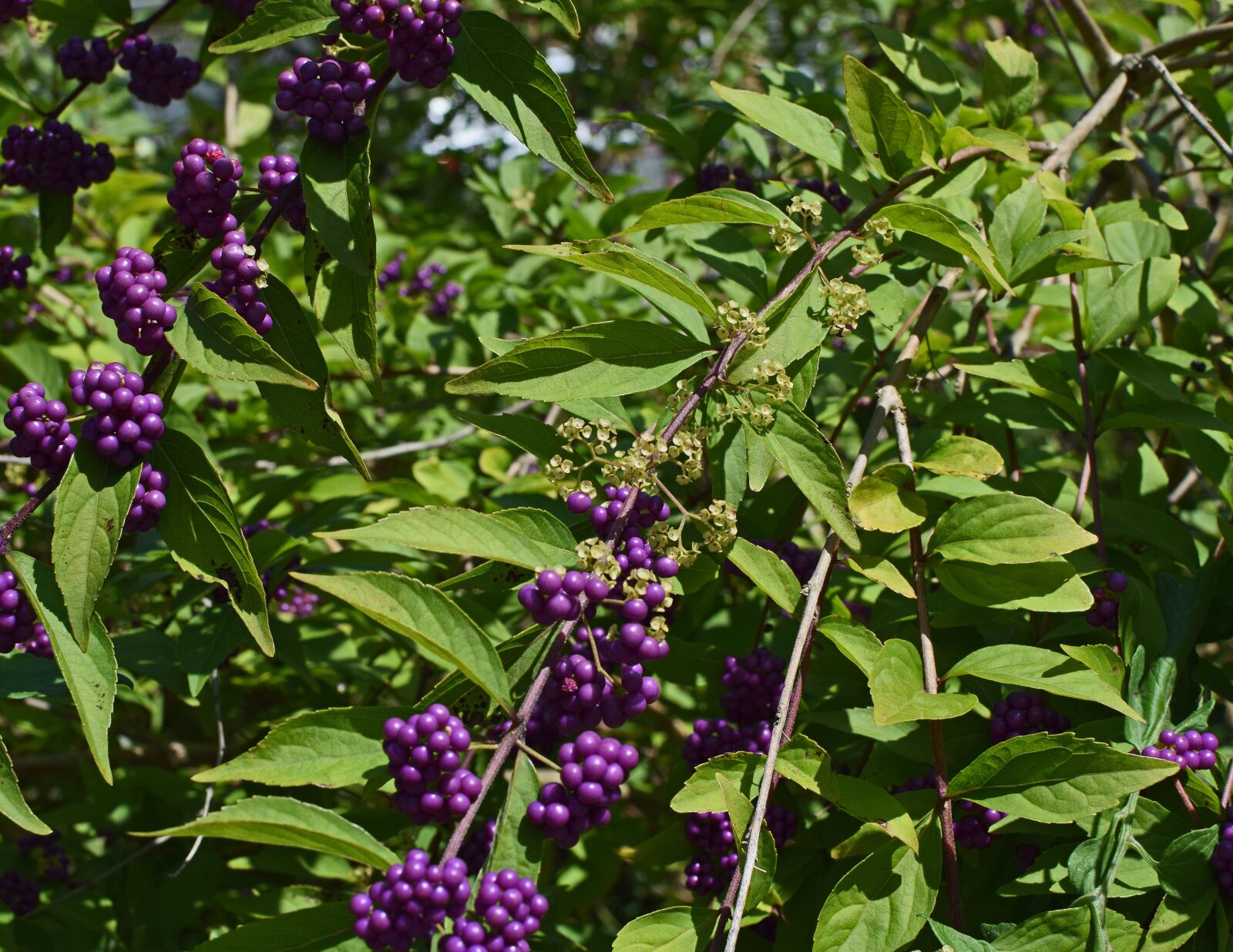 Nikon D3300 sample photo. Beauty berries and flowers photography
