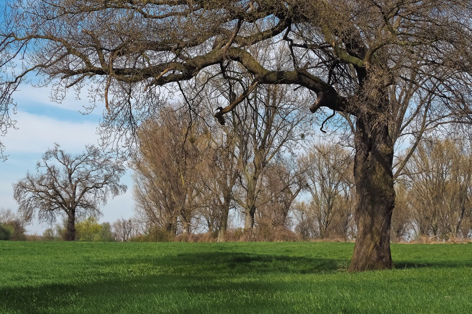 Olympus OM-D E-M10 sample photo. Landscape, meadowlands, trees photography